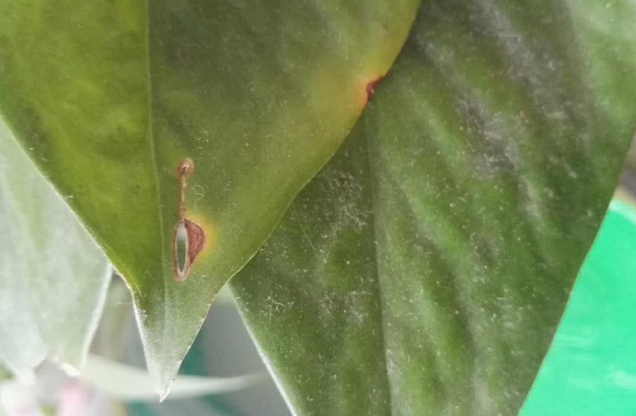 绿萝的叶子发黄可以浇尿吗,绿萝烂叶烂根最好的处理方法