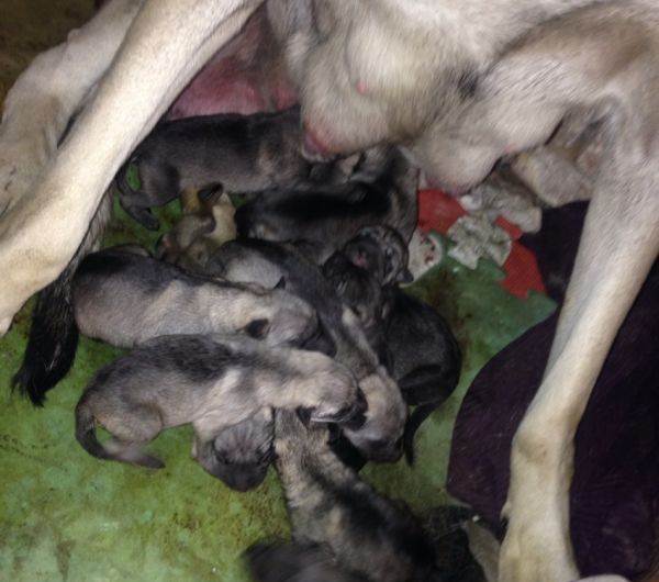 *渎亵**生灵的交易,购买就是助凶,我们称它为星期狗