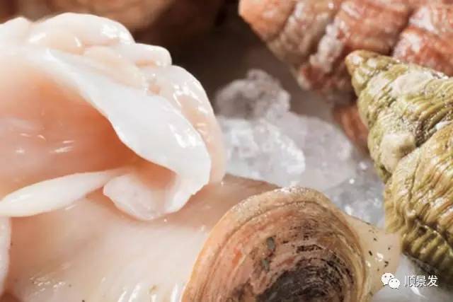 贝类海鲜的品种及图片大全,常见的贝类海鲜图片大全及名称