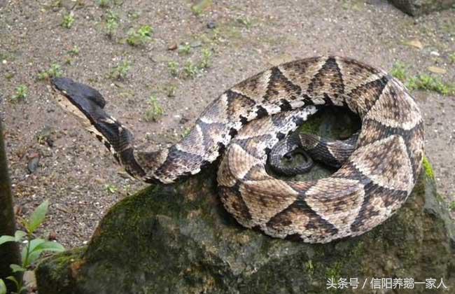 被五步蛇咬了怎么办动漫,被五步蛇咬了怎么办原版