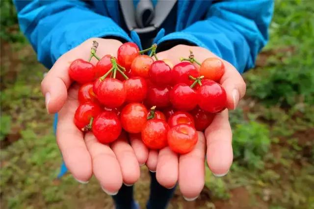 攀枝花哪里的樱桃最好吃,攀枝花市米易县的樱桃