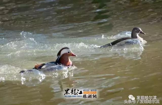 春天哈尔滨好玩的地方,哈尔滨春天景色