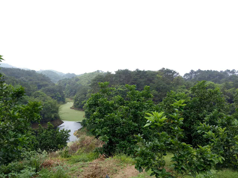 沙田柚病虫害大全,沙田柚病虫害防控方案