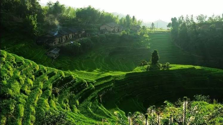 两度获世界金奖的江西遂川狗牯脑茶，茶名很奇葩，它为啥能获奖？