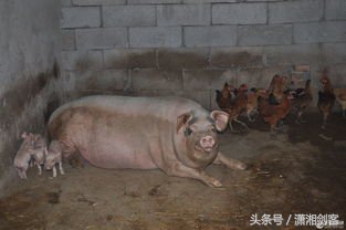 徐老汉给母猪配种,让你笑到肚子痛