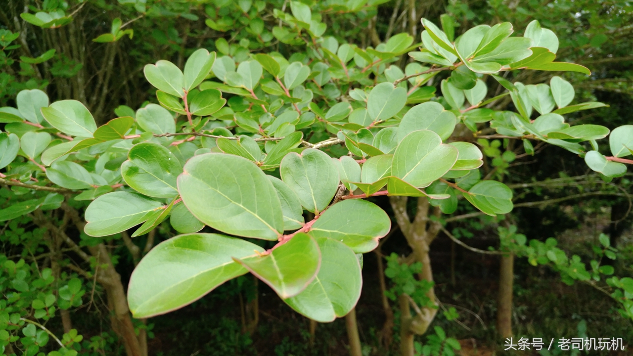 酷派s1最新改装,酷派改变者s1