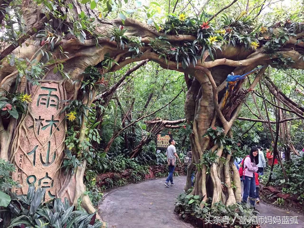 亲子游|井柏然推荐，长隆野生动物世界和海洋王国深度游记！