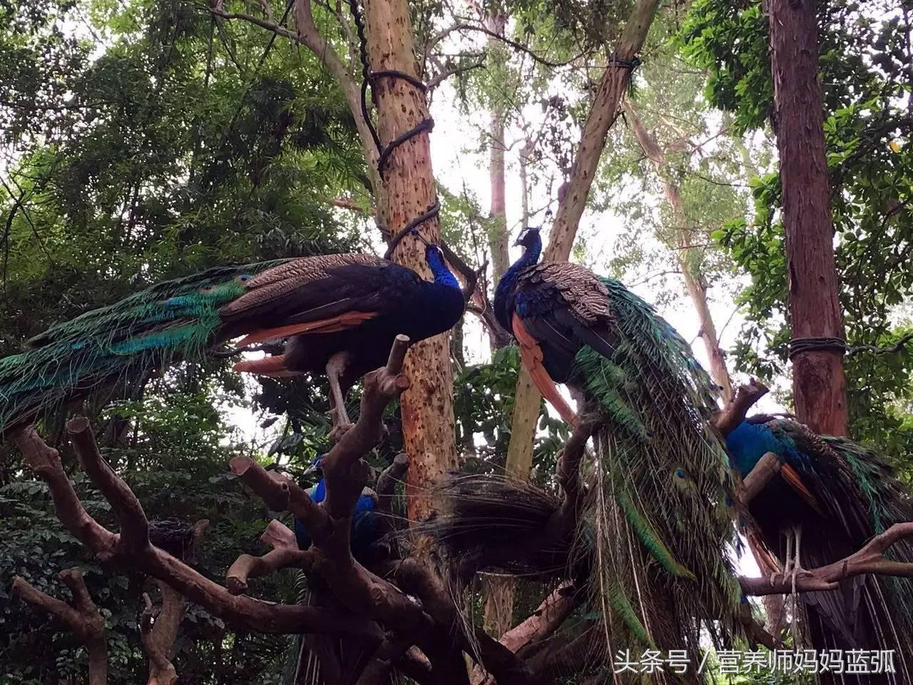 暑假长隆海洋王国游玩感受,海洋王国好玩还是长隆野生动物园