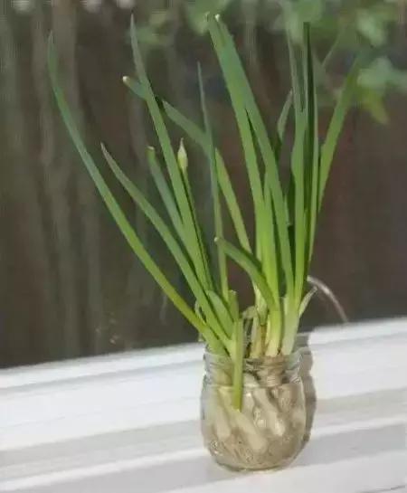 阳台蔬菜的种植方法和步骤,十大阳台蔬菜种植技巧