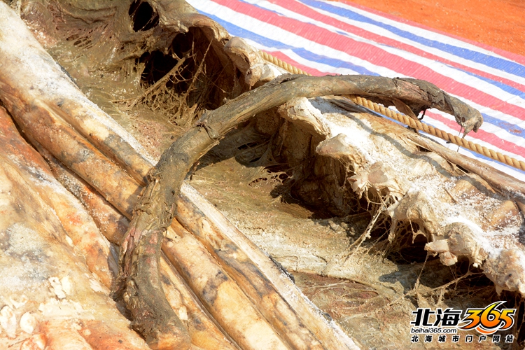 这条8米长的“大咸鱼”，上次北海错过之后等了16年