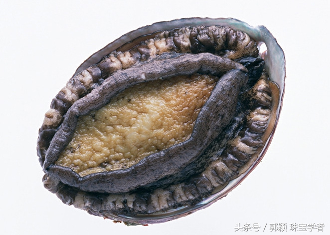 鲍鱼除了吃还代表什么,鲍鱼除了是食物还是什么东西