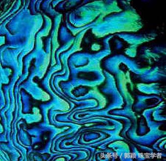 鲍鱼除了吃还代表什么,鲍鱼除了是食物还是什么东西