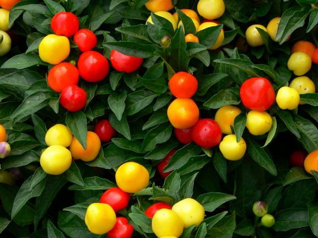 七彩辣椒多少钱一盆,观赏辣椒多少钱一盆