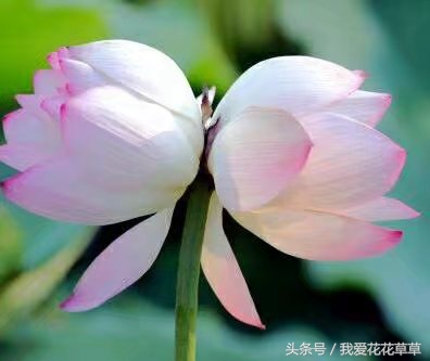 土朱洋朱并蒂莲对对红孤挺花你养的到底是哪一个？