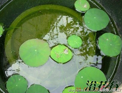 碗莲种植方法全过程图解,碗莲种植全过程图解