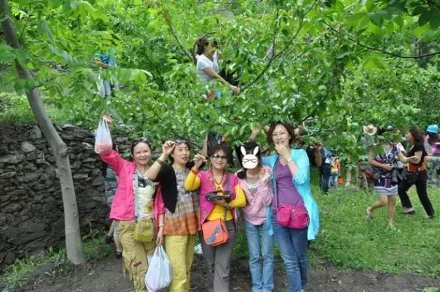 成都周边哪里樱桃最好吃,成都樱桃采摘园附近最近地方