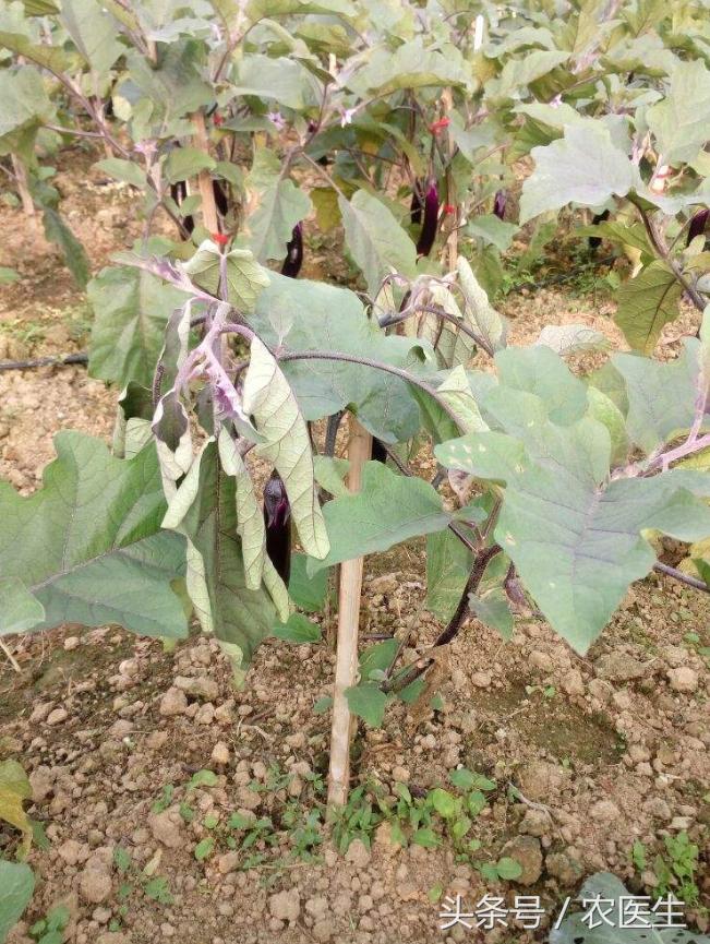 白菜黑腐病怎样防治,茄子半边疯防治措施