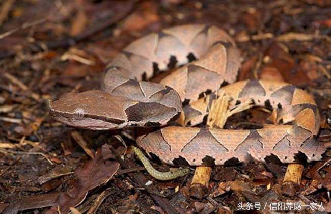 被五步蛇咬了怎么办动漫,被五步蛇咬了怎么办原版