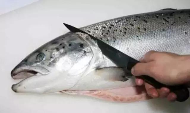大西洋鲑鱼和挪威三文鱼的区别,我们吃的三文鱼怎么来的