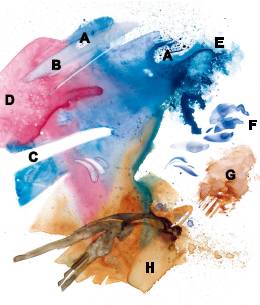 水彩画入门基础知识大全,水彩画水墨画有什么区别基础知识