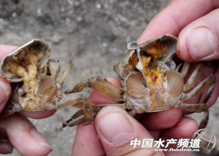 河蟹水瘪子有哪些表现,河蟹水瘪子病自动识别方法研究