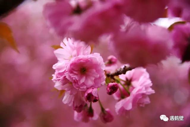 鹤壁市摄影大赛,河南鹤壁樱花季