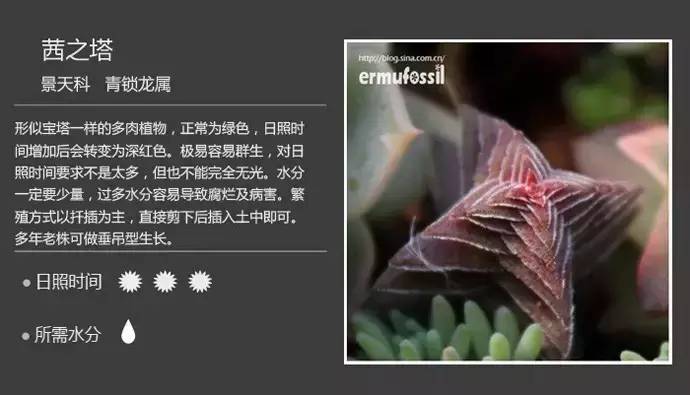 所有多肉植物的名字大全及图片,多肉植物的各种名字大全集