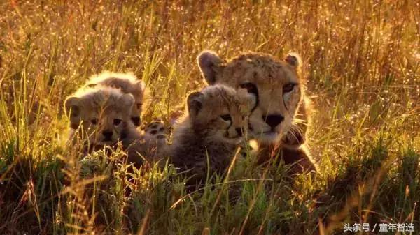假期一定要带孩子看的5部纪录片,孩子必看的10部自然纪录片