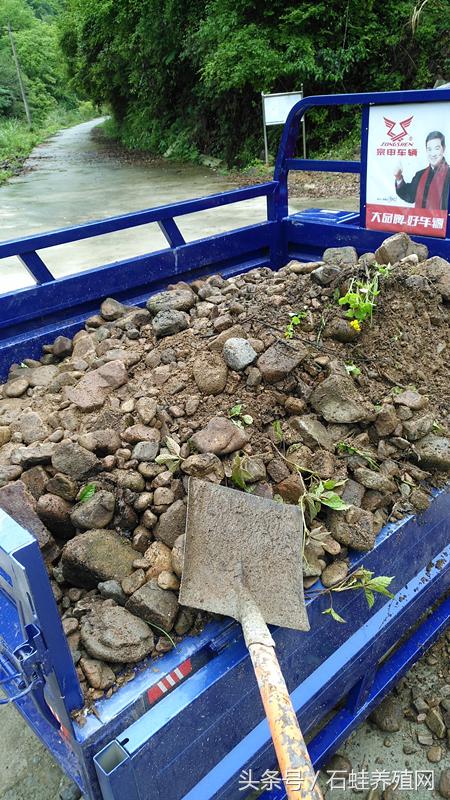 石蛙养殖创业,石蛙养殖成功典型案例