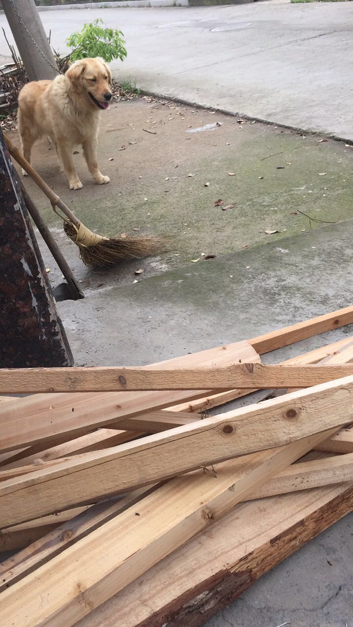 怎么给狗狗做个简易的狗窝,如何自制狗狗户外防雨大型狗窝