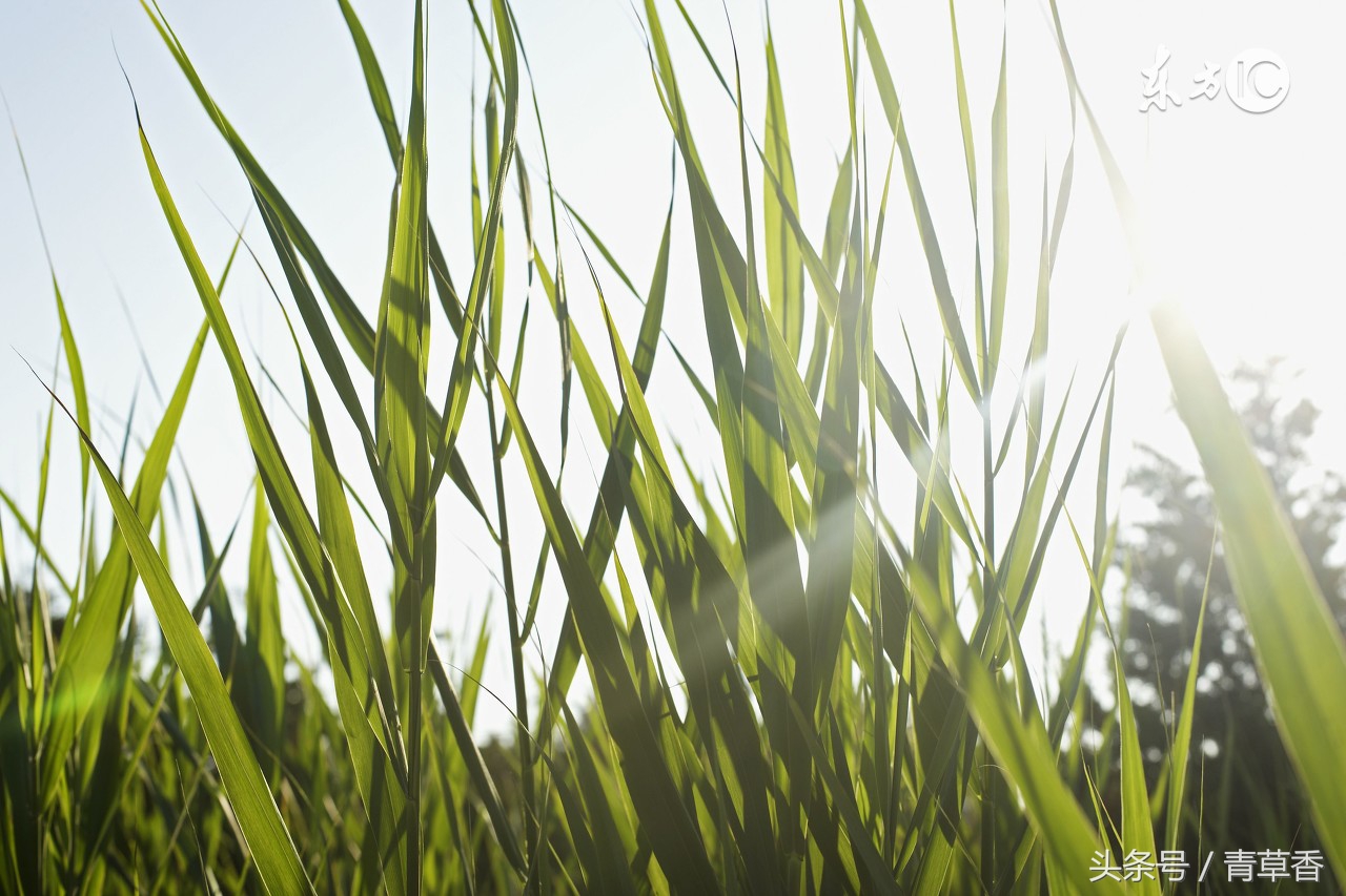 命理五行图解详解大全,如何看懂五行命理图表详解