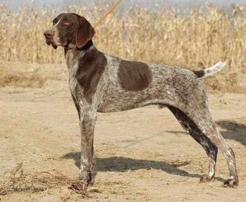 世界名犬波音达猎犬,德国波音达犬和英国波音达犬