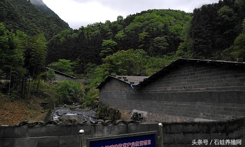 石蛙养殖创业,石蛙养殖成功典型案例