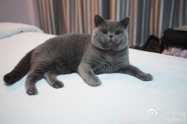 养猫手册如何养好一只猫,养猫喂养小技巧