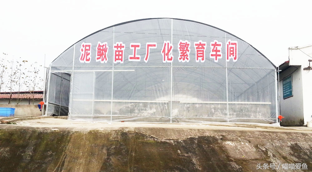 泥鳅苗人工孵化技术全过程,泥鳅人工繁殖打什么针