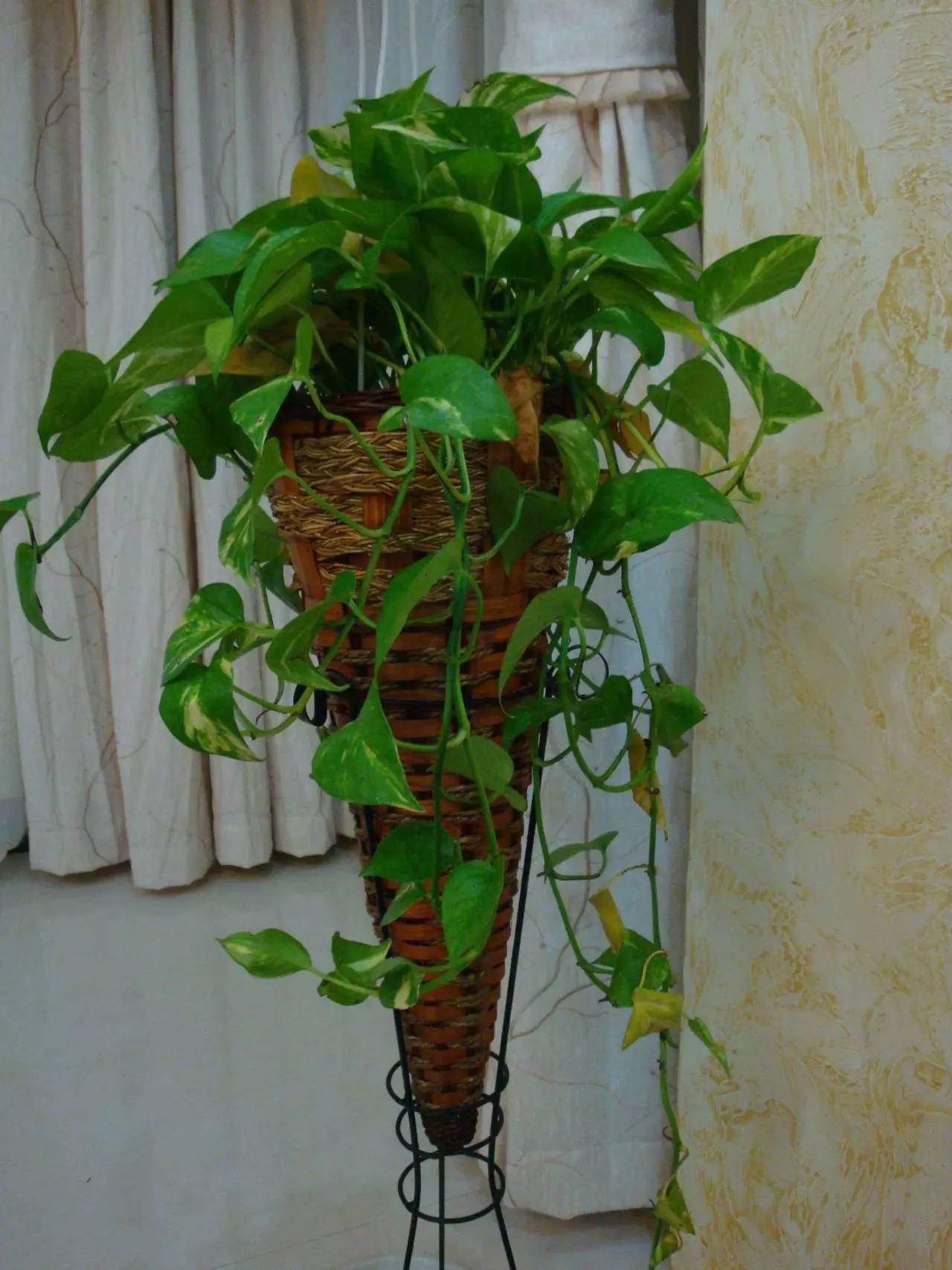 全天开窗通风甲醛会超标吗,去甲醛如何开窗通风最有效