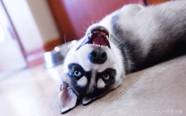 狗狗特别粘人怎么办,摸狗狗哪里最容易粘人