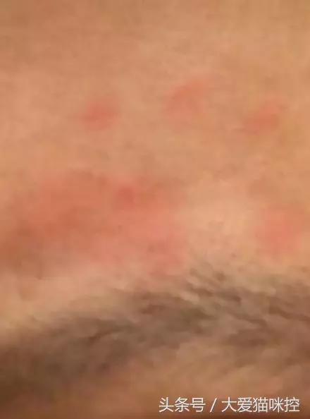 主人起床后发现脸上全是印泥,调查后发现,凶手是它