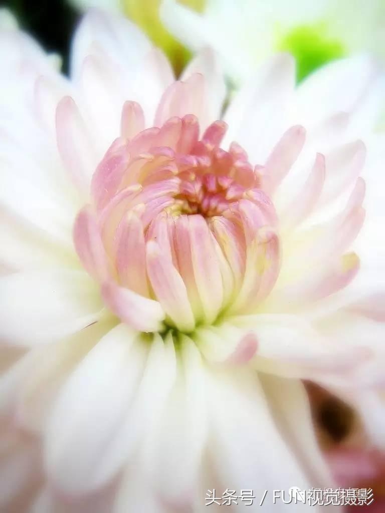 花卉创意摄影作品欣赏,花卉创意摄影十个技巧是什么