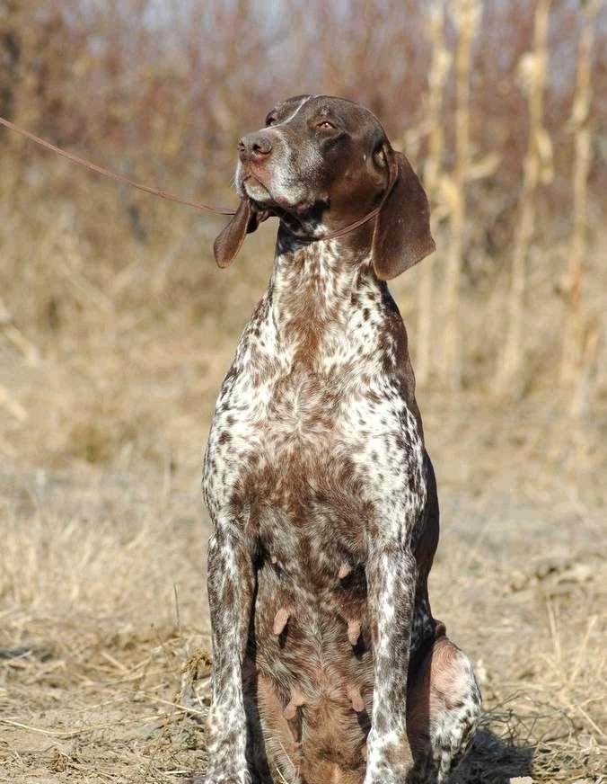 世界名犬波音达猎犬,德国波音达犬和英国波音达犬