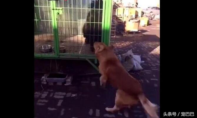 金毛被藏獒打哭了,主人被欺负藏獒的反应