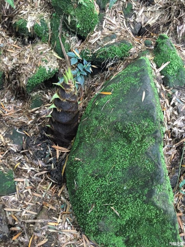 天下第一筇竹,天下第一竹林