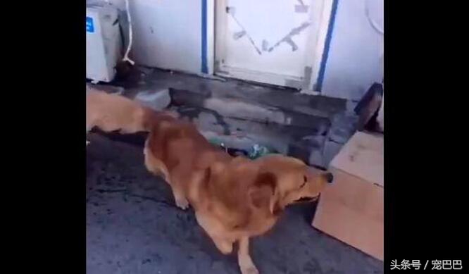 金毛被藏獒打哭了,主人被欺负藏獒的反应