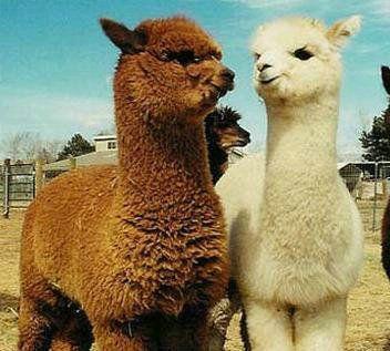 碧桂园龙城天悦万达,碧桂园龙城天悦项目怎么样