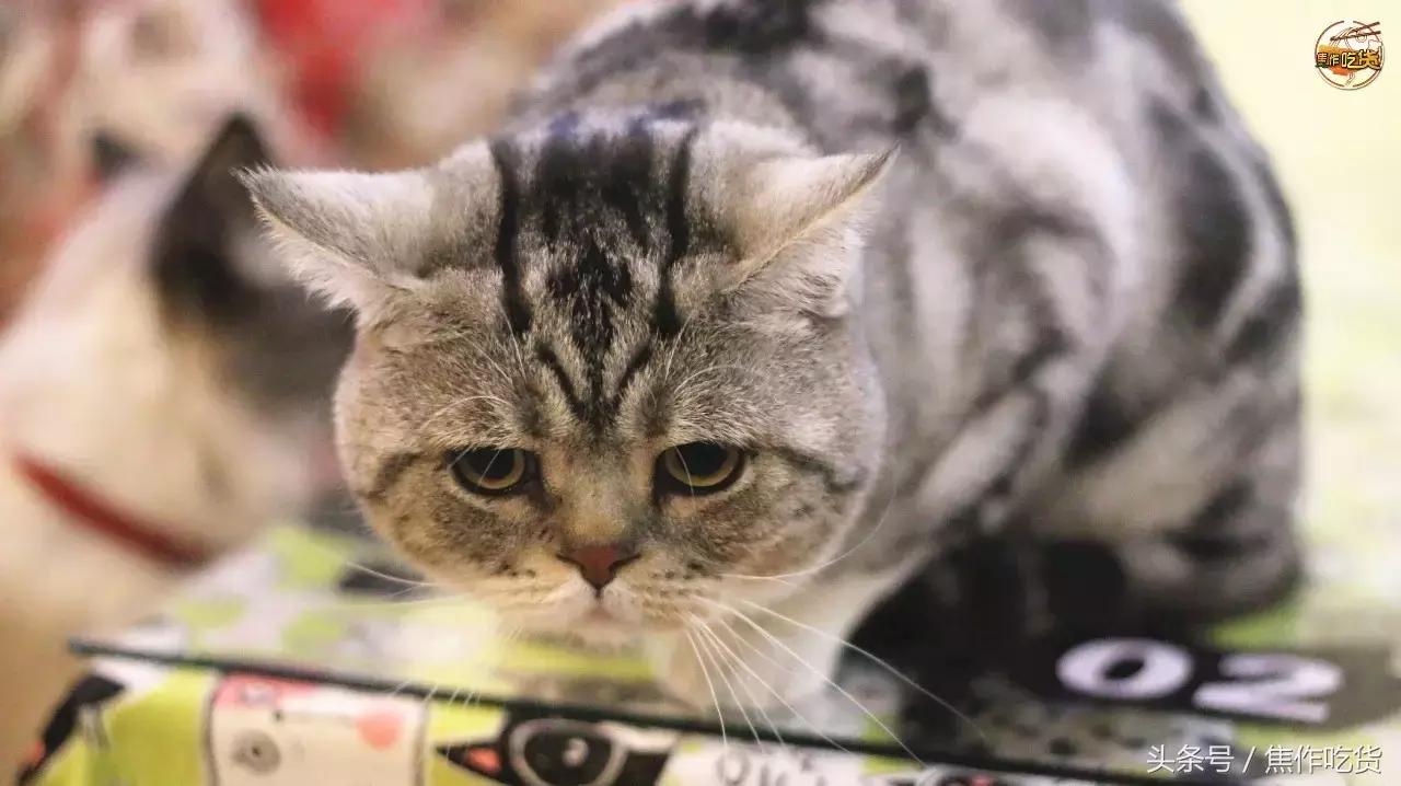 猫咖郑州焦作,焦作猫咖推荐