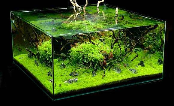 水草造景之我见-水草造景详细开缸教程及相关常见问题预防解答