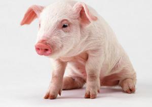 断奶仔猪光长毛不长肉,仔猪长毛不长肉