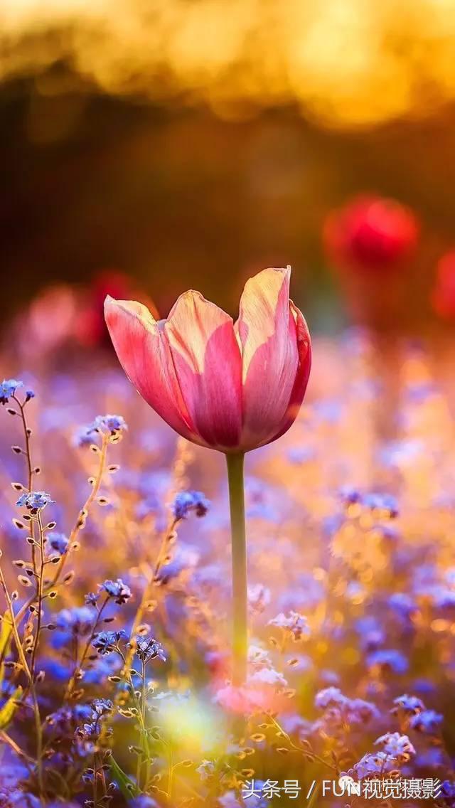 花卉创意摄影作品欣赏,花卉创意摄影十个技巧是什么