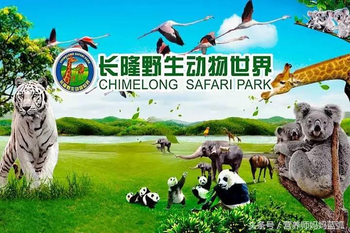 亲子游|井柏然推荐，长隆野生动物世界和海洋王国深度游记！