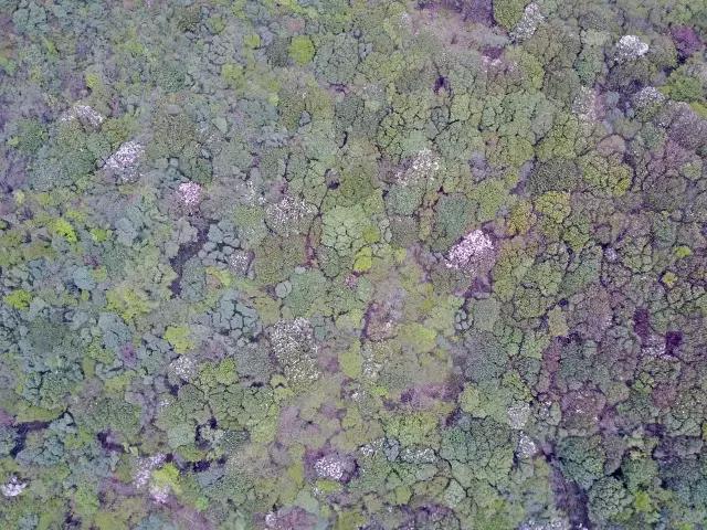 浏阳大围山杜鹃花旅游攻略,湖南浏阳大围山杜鹃花节一日游